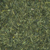 Té Verde Sencha Japones Makoto